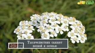 Посадка тысячелистника - как правильно посадить тысячелистник