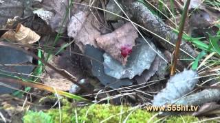 Охота на кабана. Тульская область. Часть 2.