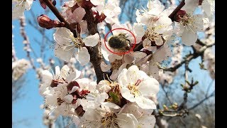 Опыление абрикоса Маньчжурского / Звуки сада