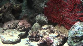 Океанариум  Паттайя  Aquarium Pattaya Thailand Распаковка русалки