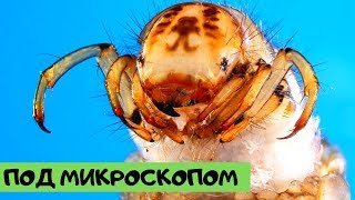 Невероятные фото, сделанные с помощью микроскопа №23 [Под микроскопом]