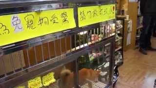 Dogs For Sale In Hong Kong