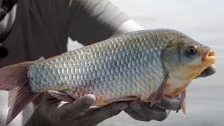 Ловля карася и сазана на крупные насадки (пеллетс и минибойлы)