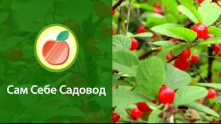 Войлочная вишня
