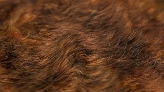 The Secrets to Realistic Hair in Blender