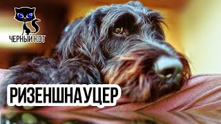 Ризеншнауцер / Интересные факты о собаках / Порода ризеншнауцер