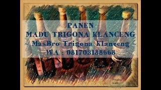 Panen Madu Trigona Klanceng / Kelulut rasa Manis Asam (Biroi) & Manis Pahit (Incisa) WA 081703188668