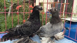 ДВУХЧУБЫЙ ЧЕЛКАРЬ / МРАМОРНЫЙ ГОЛУБЬ / PIGEONS / TAUBE