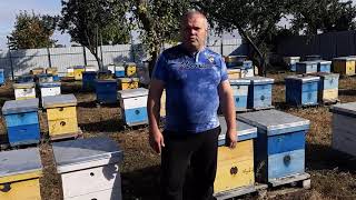 Итоги сезона 2019 - Карника, Бакфаст, Карпатка и местная.