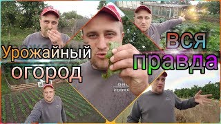 Огород мечты | Урожайный огород агронома 2018