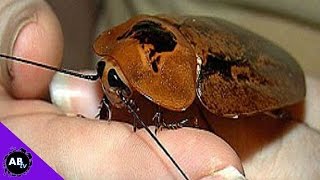 Insane Insect Collection! 5 Weird Animal Facts! Ep. 35 : AnimalBytesTV