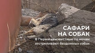 В Перми неизвестные по ночам отстреливают бездомных собак