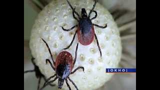 Крымская геморрагическая лихорадка. Осторожно КЛЕЩИ!