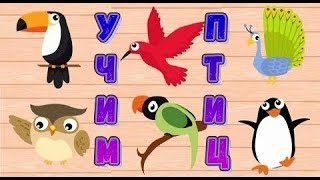 Птицы Учим самых маленьких птиц в мире развивающее видео для детей