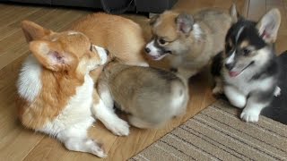 cute corgi puppies & mom / コーギー子犬とママ 20150613 Part 10 welsh corgi pembroke