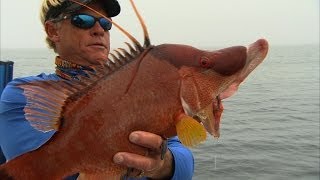 Hogfish Fishing Offshore Tampa Bay Florida and Gag Grouper