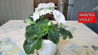 Фиалка - Мои СЕКРЕТЫ выращивания! | Violet