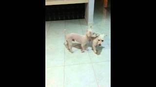 Gay Dog - Natural Behavior