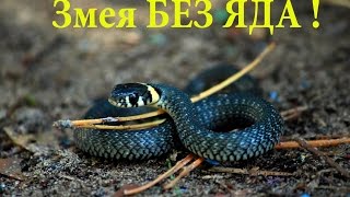 ЗМЕЯ  - БЕЗ ЯДА 2015 год. Aspid - BITE 2015. Уж не кусает.