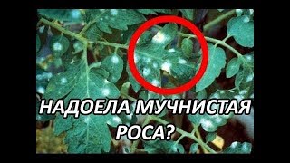 5 СОВЕТОВ ОГОРОДНИКАМ.  Мучнистая роса, слизни  Как бороться