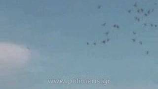 Greek Pigeons Wuta Polimeris ελληνικά περιστέρια βούτες (4) 2008