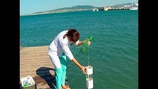 Роспотребнадзор проверил воду в Черном море