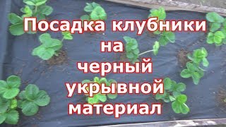 Посадка клубники на черное агроволокно