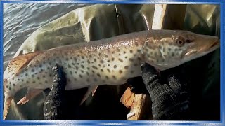 Рыбалка сетями, поздняя осень, один день на реке 1 часть