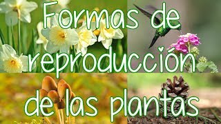 Reproducción Sexual y Asexual de las Plantas (Diferentes Tipos de Reproducción de las Plantas)