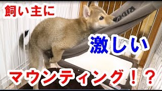 柴犬子犬のハマ吉飼い主の手に激しいマウンティング！？