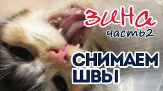 Кошка Зина. Снятие швов кошке.