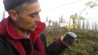 21 11 2017 Укрытие ежевики