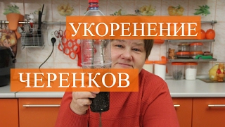 Как правильно укоренить черенки зимой. Проверенный способ.