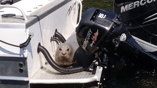Seal Jumps on Boat to Avoid Killer Whales