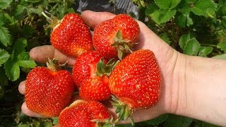 Elsanta strawberries