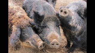 В Тюменской области ограничивают миграцию диких кабанов
