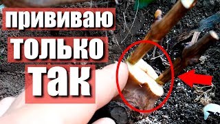 Прививка винограда в расщеп рукава . Прививка винограда черным в зелёное в теплице.