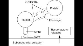 von Willebrand's Disease