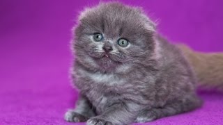 БРИТАНСКИЕ И ШОТЛАНДСКИЕ КОШКИ.СМЕШНЫЕ МОМЕНТЫ МОИХ ЛЮБИМЫХ ПИТОМЦЕВ