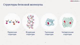 Видеоурок по биологии "Белки"