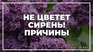 Не цветет сирень: причины | toNature.Info