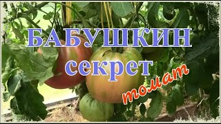 ? Томат БАБУШКИН СЕКРЕТ  |  Урожайный  |  Неустойчивый на заболевания, отменного вкуса