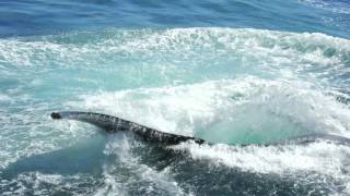 Boston Harbor Cruises New England Aquarium Boston MA Whale Watching 9/27/2015