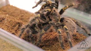 Tarantula Mating: Grammostola pulchripes (Chaco Golden Knee): Spiders-N-Inverts #29