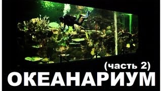 Галилео. Океанариум (часть 2)
