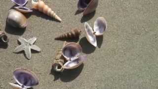 Goa beach, Indian ocean,running shells.Гоа, пляж Индийского океана.Убегающие ракушки.
