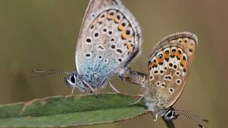 Mostra "Effetto Farfalla: mondi diversi in una sola vita"