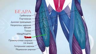 Анатомия