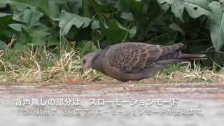 キャットフードを食べる鳩ぽっぽ達 パナソニックビデオカメラ Panasonic HC-W870M
