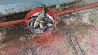 Ловим Треску на удочку! Сколько можно поймать Трески 1 10 минут. Эмоции разговор прикол смех радость